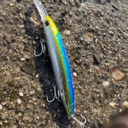 あらっ！　アベレージサイズかぁ。