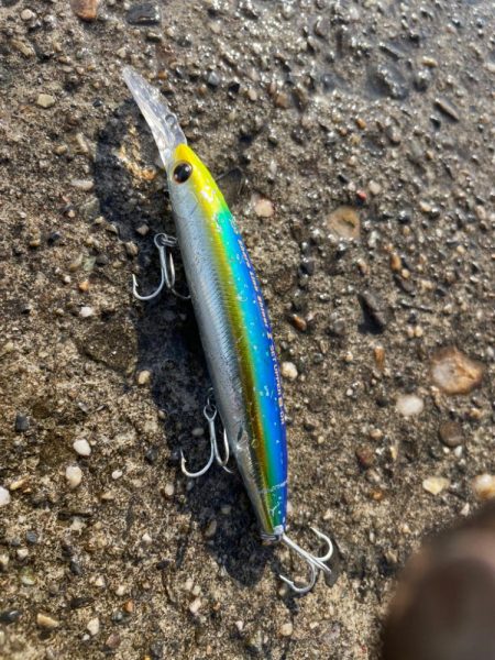 あらっ！　アベレージサイズかぁ。