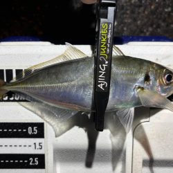 多少の雨なら行く！