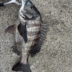 チヌのノッコミ中です♪