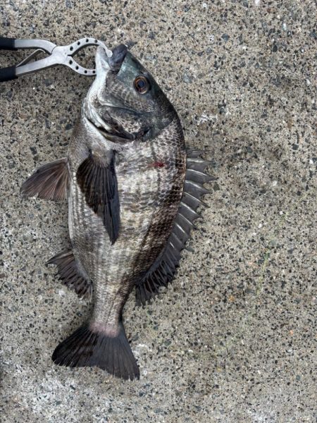 チヌのノッコミ中です♪