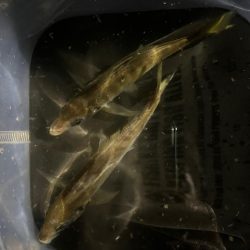 ポイントの選択