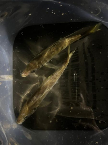 ポイントの選択