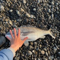 青物はいませんでしたー