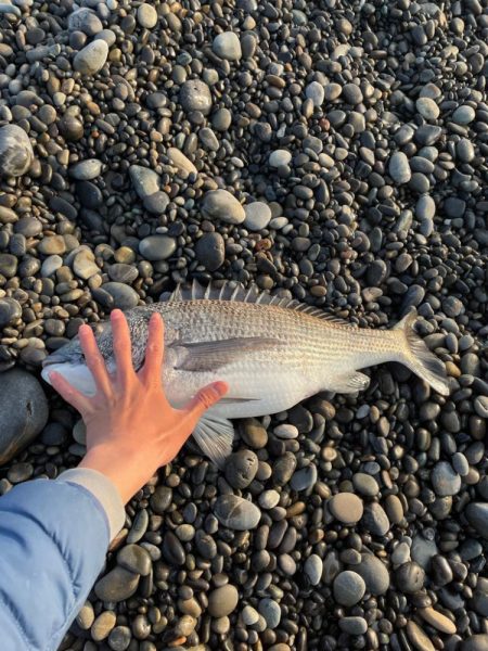 青物はいませんでしたー