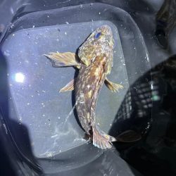 深夜のガシラッシュ