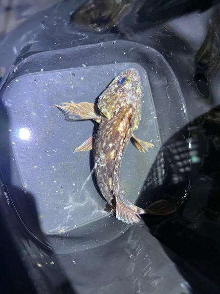 深夜のガシラッシュ