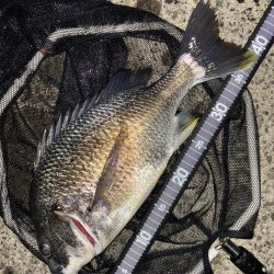 ヘチってきました