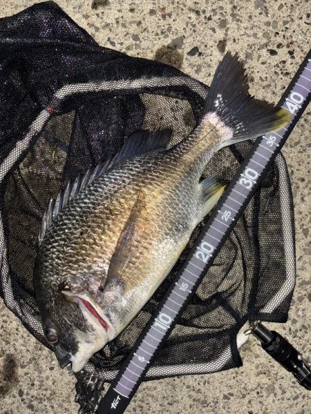 ヘチってきました