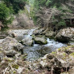 仕事終わりに山桜を求めて