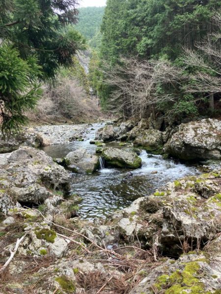 仕事終わりに山桜を求めて