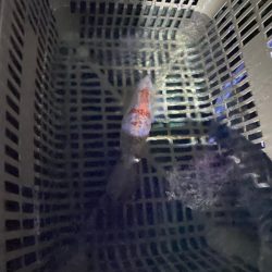 イカメタル＆バチコン