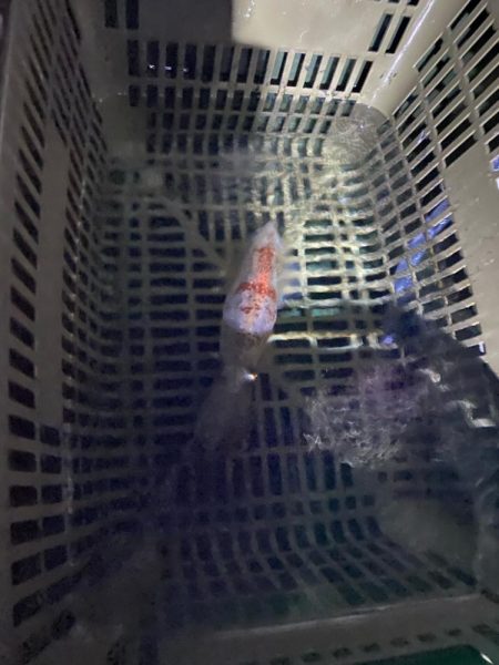 イカメタル＆バチコン