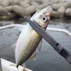 アジ・メバル/アジング・メバリング