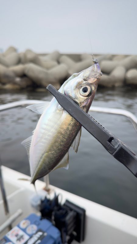 アジ・メバル/アジング・メバリング