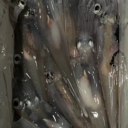 シーズン終盤(⁎⁍̴̆Ɛ⁍̴̆⁎)