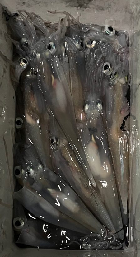 シーズン終盤(⁎⁍̴̆Ɛ⁍̴̆⁎)