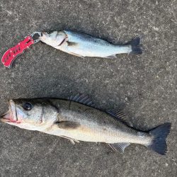 エビ撒きでハネとアジ好調です