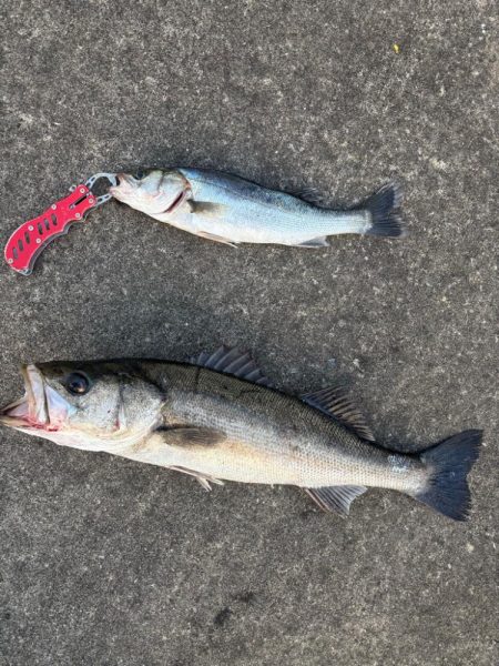 エビ撒きでハネとアジ好調です