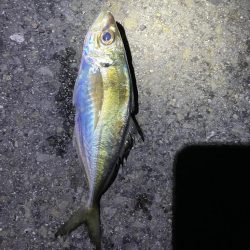 アジのカゴ釣り