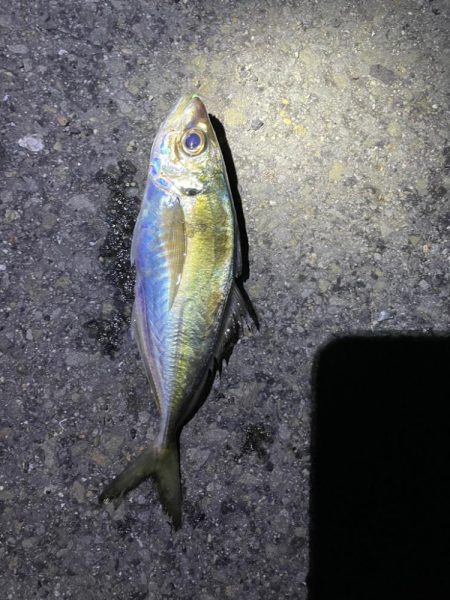 アジのカゴ釣り