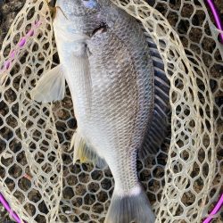 雨上がりチニング!