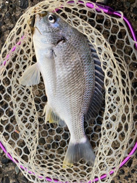 雨上がりチニング!