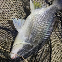 淀川ブリームゲーム