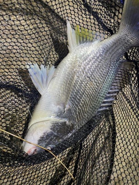 淀川ブリームゲーム