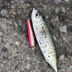 今日は活性低くし！