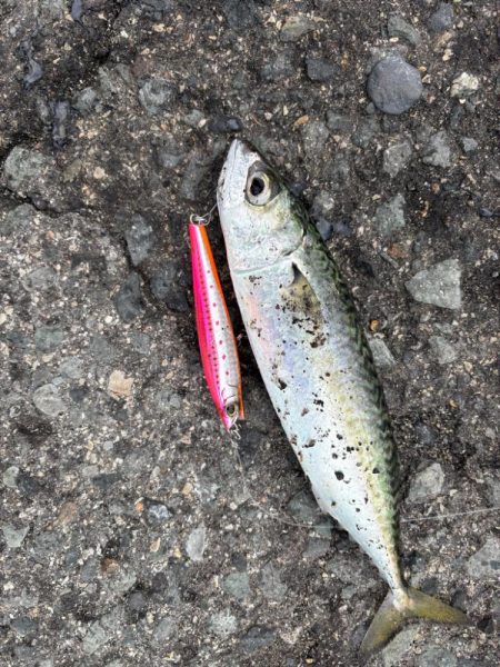 今日は活性低くし！