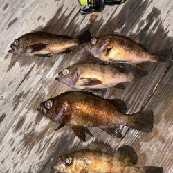 メバルプラッキング