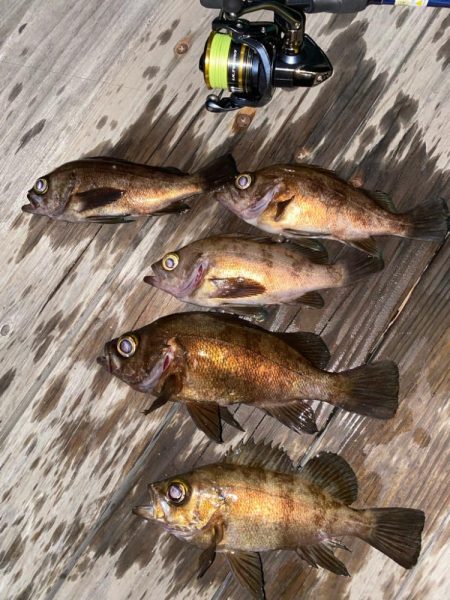 メバルプラッキング