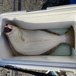 青物とアオリイカ狙いのウキ釣り