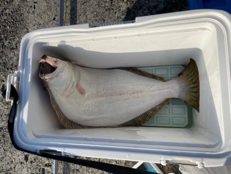 青物とアオリイカ狙いのウキ釣り