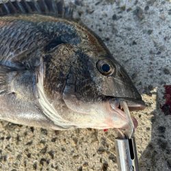 乗っ込みチヌ祭り!