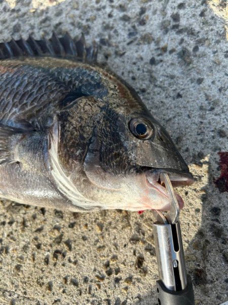乗っ込みチヌ祭り!