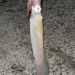 初めての3桁٩( ᐛ )و