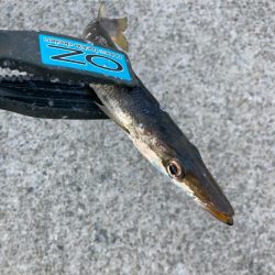 朝マズメのカマス釣りで7匹GET