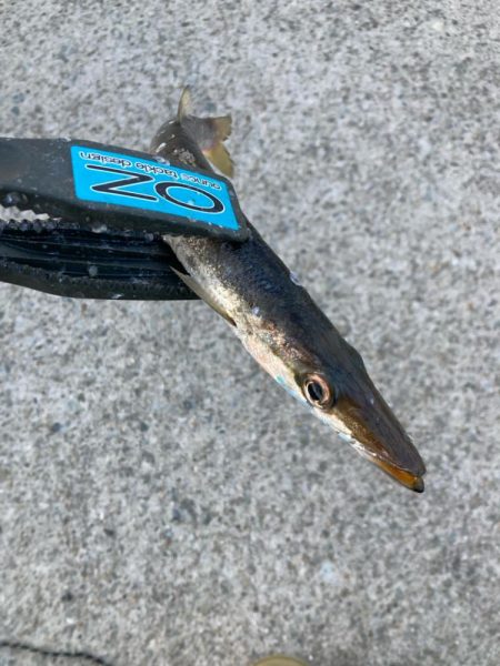 朝マズメのカマス釣りで7匹GET