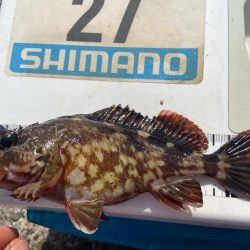 シロギスタ:サグリスタ