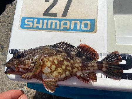 シロギスタ:サグリスタ