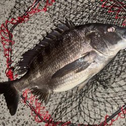 ヘチってきました