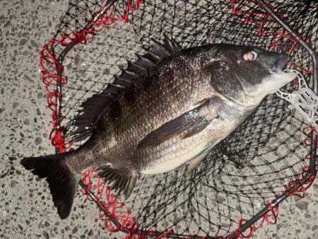 ヘチってきました