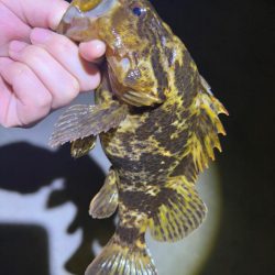 惜しくも尺届かず!!