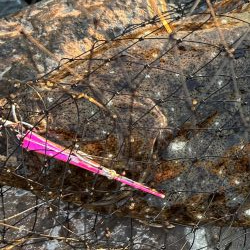 久しぶりの釣果