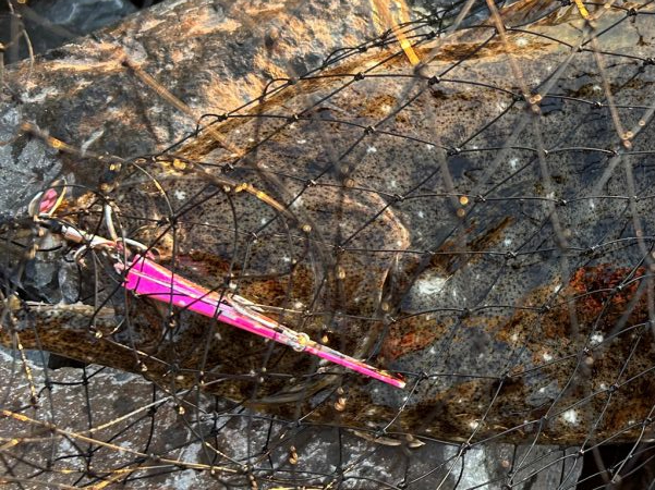 久しぶりの釣果