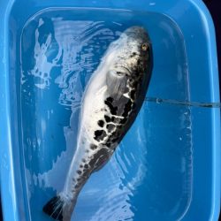 鋸南沖、トラフグ