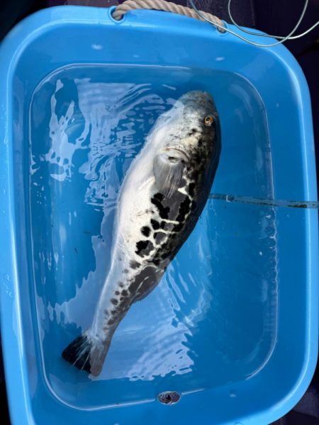 鋸南沖、トラフグ