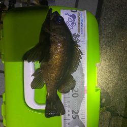 久々の良型メバル